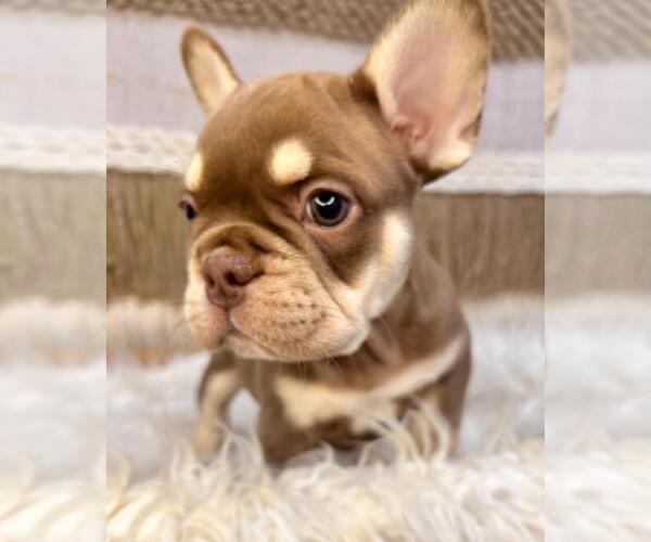 Medium Photo #2 French Bulldog Puppy For Sale in DANBURY, CT, USA