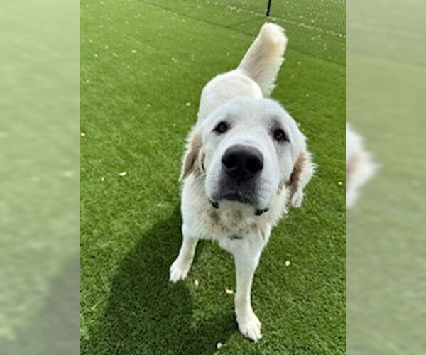 Medium Photo #7 Great Pyrenees Puppy For Sale in Spring, TX, USA