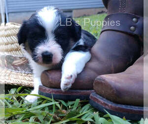 Pembroke Welsh Corgi-Poodle (Toy) Mix Puppy for sale in LEBANON, MO, USA
