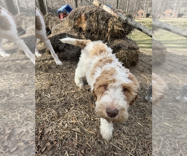 Medium Photo #6 Aussie-Poo-Goldendoodle Mix Puppy For Sale in COMMERCE, MI, USA