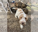 Small Photo #6 Aussie-Poo-Goldendoodle Mix Puppy For Sale in COMMERCE, MI, USA