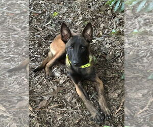 Mutt Dogs for adoption in Imlay City, MI, USA