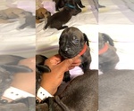 Small Photo #132 Boerboel Puppy For Sale in LAS CRUCES, NM, USA