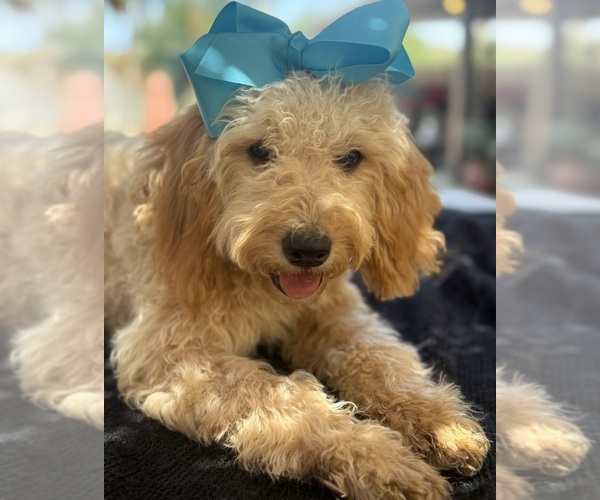 Medium Photo #28 Goldendoodle mix (+ Poodle Miniature) Puppy For Sale in MENIFEE, CA, USA