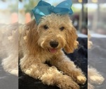 Small Photo #28 Goldendoodle mix (+ Poodle Miniature) Puppy For Sale in MENIFEE, CA, USA