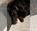 Small #1 Doberman Pinscher