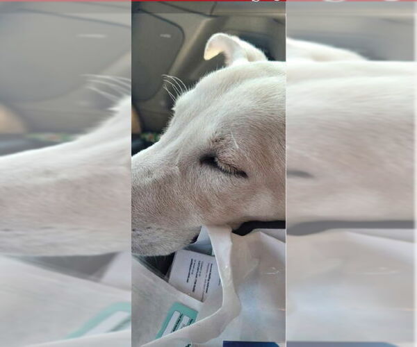 Medium Photo #4 Unknown-white german shepherd Mix Puppy For Sale in Winston Salem, NC, USA