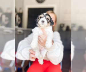 Goldendoodle (Miniature) Puppy for sale in MILLERSBURG, OH, USA
