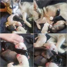 Mother of the Pomsky puppies born on 05/24/2018