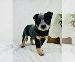 Puppy Bella Australian Cattle Dog