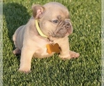 Small Photo #5 French Bulldog Puppy For Sale in CAPE CORAL, FL, USA