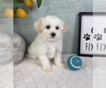 Small #4 Maltipoo (Toy)