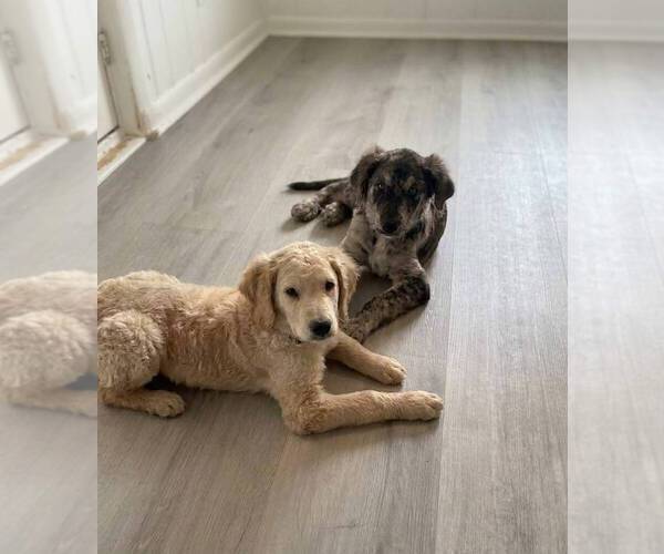 Medium Photo #2 Catahoula Leopard Dog-Goldendoodle Mix Puppy For Sale in CLEVES, OH, USA