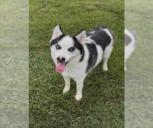 Siberian Husky-Unknown Mix Dogs for adoption in Conroe, TX, USA