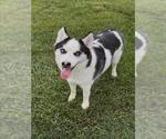 Small Siberian Husky Mix