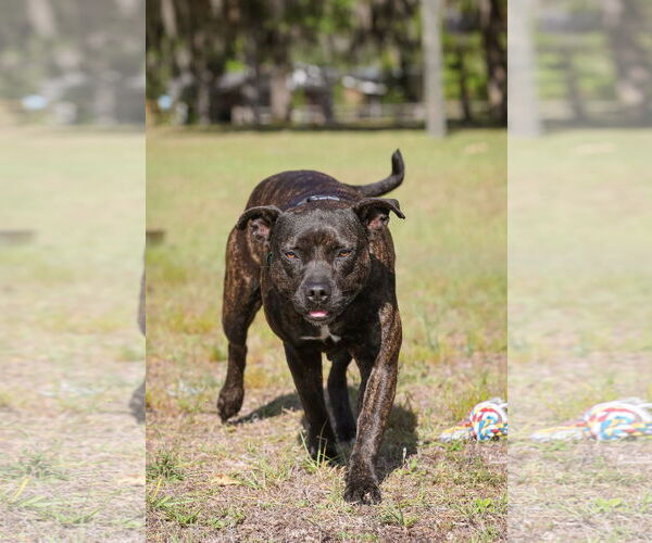 Medium Photo #8 Mutt Puppy For Sale in  Gainesville, FL, USA