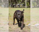Small #7 Mutt