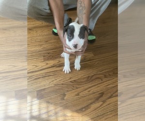 American Pit Bull Terrier Puppy for sale in ROCKY MOUNT, NC, USA