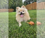 Small #1 Pomeranian
