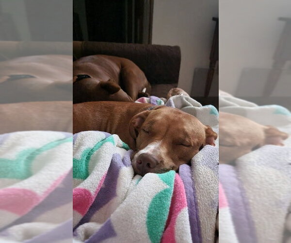 Medium Photo #7 American Staffordshire Terrier-Unknown Mix Puppy For Sale in Arlington, VA, USA