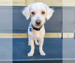 Small #3 Poodle (Miniature) Mix