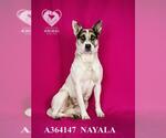 Small #1 Australian Cattle Dog Mix