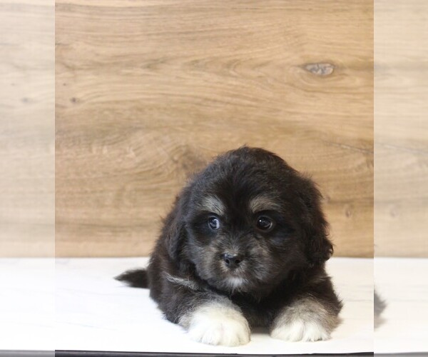 Medium Photo #4 Zuchon Puppy For Sale in COSHOCTON, OH, USA