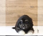 Puppy Rune Zuchon