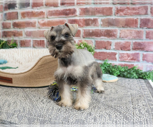 Schnauzer (Miniature) Puppy for sale in SYRACUSE, IN, USA