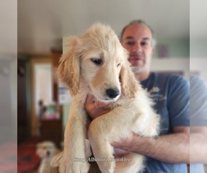 Goldendoodle Puppy for sale in BATH, NY, USA