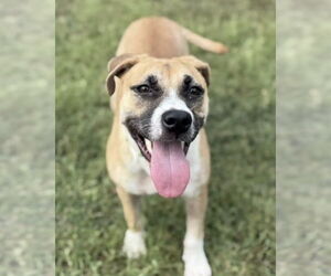 American Staffordshire Terrier-Labrador Retriever Mix Dogs for adoption in Brewster, NY, USA