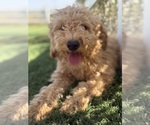 Puppy Puppy 1 Goldendoodle-Poodle (Toy) Mix