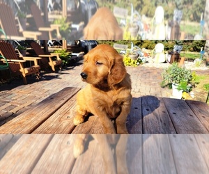 Golden Retriever Puppy for sale in LEON, KS, USA