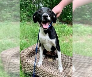 Bullmastiff Dogs for adoption in Nashville, GA, USA