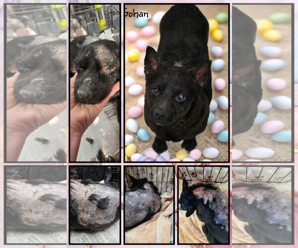 Medium Photo #2 Chihuahua-Unknown Mix Puppy For Sale in Phelan, CA, USA