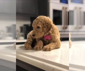 Goldendoodle-Poodle (Standard) Mix Puppy for sale in BROOKS, OR, USA