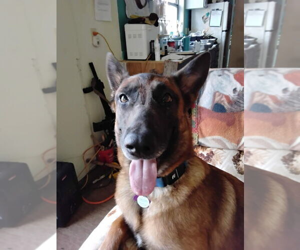 Medium Photo #3 Mutt Puppy For Sale in Imlay City, MI, USA