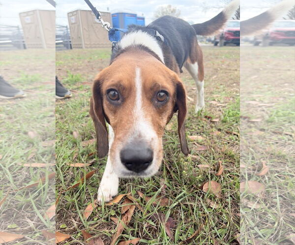 Medium Photo #8 Beagle Puppy For Sale in Tampa, FL, USA