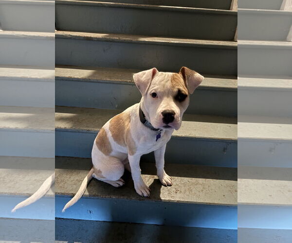 Medium Photo #3 American Pit Bull Terrier Puppy For Sale in Berkeley, CA, USA