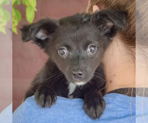 Medium Photo #5 Chiranian Puppy For Sale in Huntley, IL, USA
