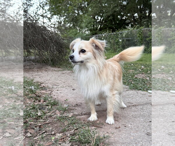 Medium Photo #3 Chiranian Puppy For Sale in Oakhurst, NJ, USA