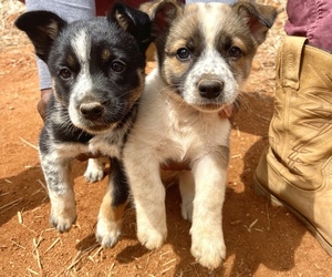 Australian Cattle Dog-German Shepherd Dog Mix Puppy for sale in TOCCOA, GA, USA