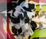 Small Photo #1 German Shorthaired Pointer Puppy For Sale in HENDERSON, NV, USA
