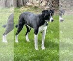Small #3 Border Collie-Great Pyrenees Mix