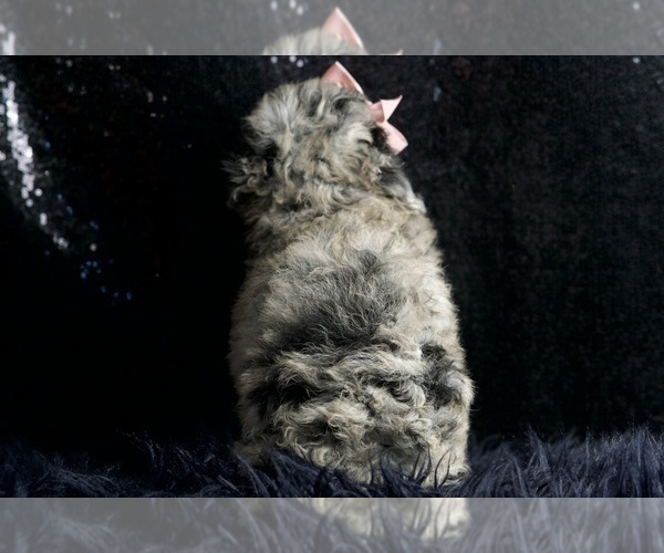 Medium Photo #6 Poodle (Miniature) Puppy For Sale in WARSAW, IN, USA