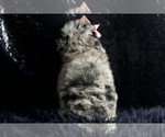 Small Photo #14 Poodle (Miniature) Puppy For Sale in WARSAW, IN, USA