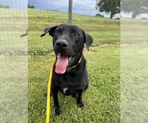 Labrador Retriever Dogs for adoption in Pacolet, SC, USA