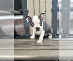 Boston Terrier Puppy for sale in BREMEN, IN, USA