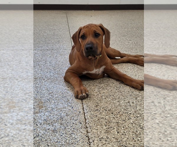 Medium Photo #2 Rhodesian Ridgeback Puppy For Sale in BUMPASS, VA, USA