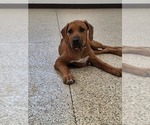 Small #1 Rhodesian Ridgeback